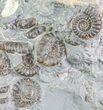 Ammonite Fossil Slab - Marston Magna Marble #63490-1